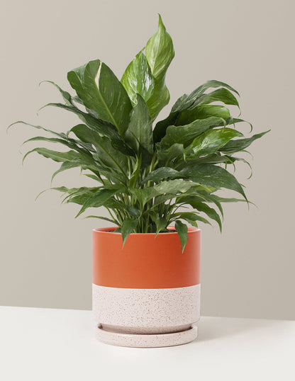  Peace Lily ‘Domino’
