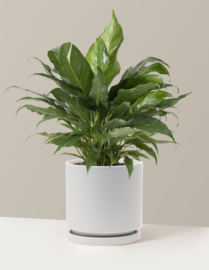  Peace Lily ‘Domino’