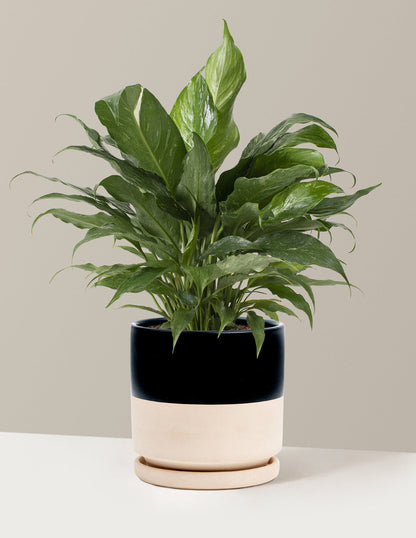  Peace Lily ‘Domino’
