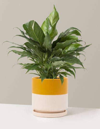  Peace Lily ‘Domino’