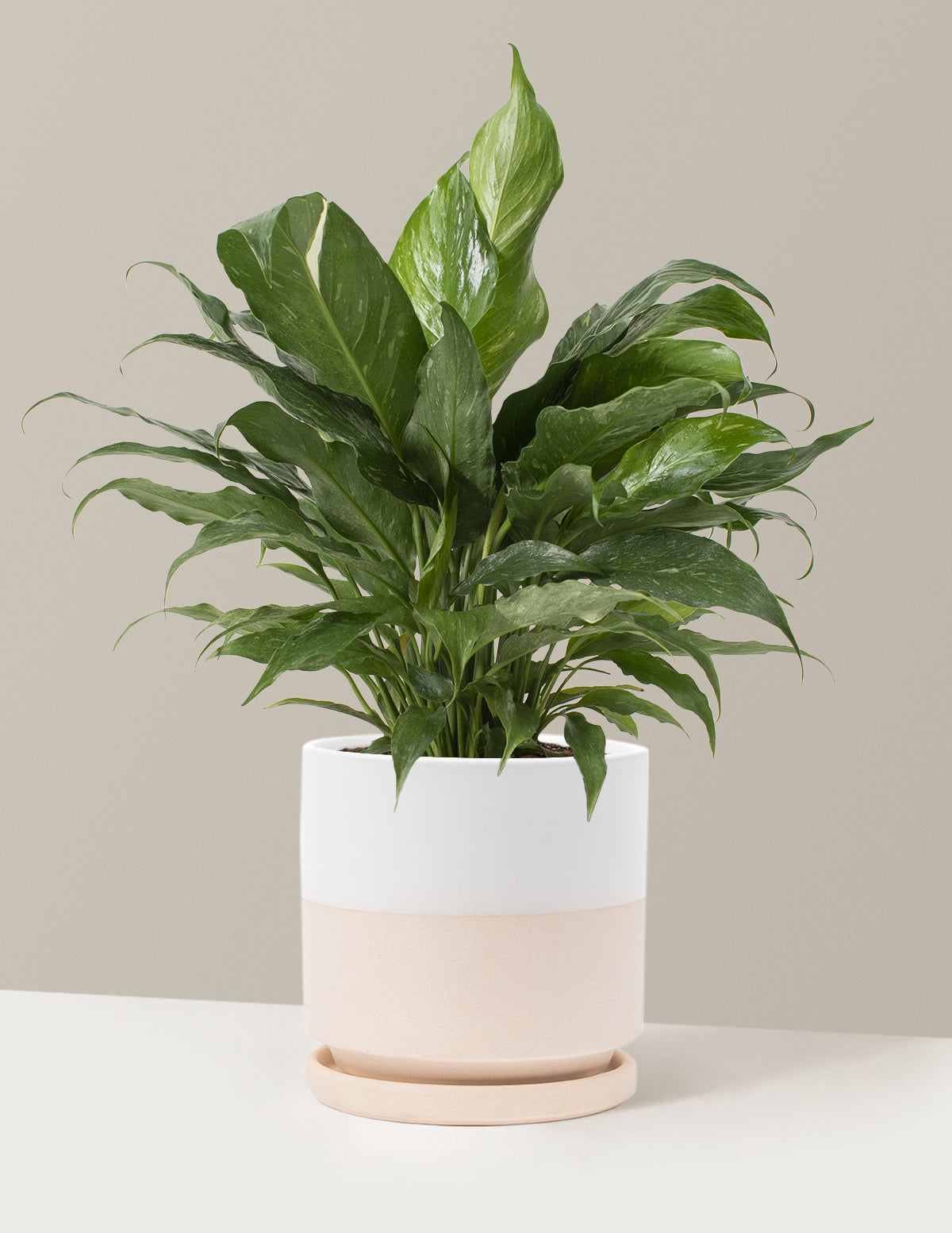  Peace Lily ‘Domino’