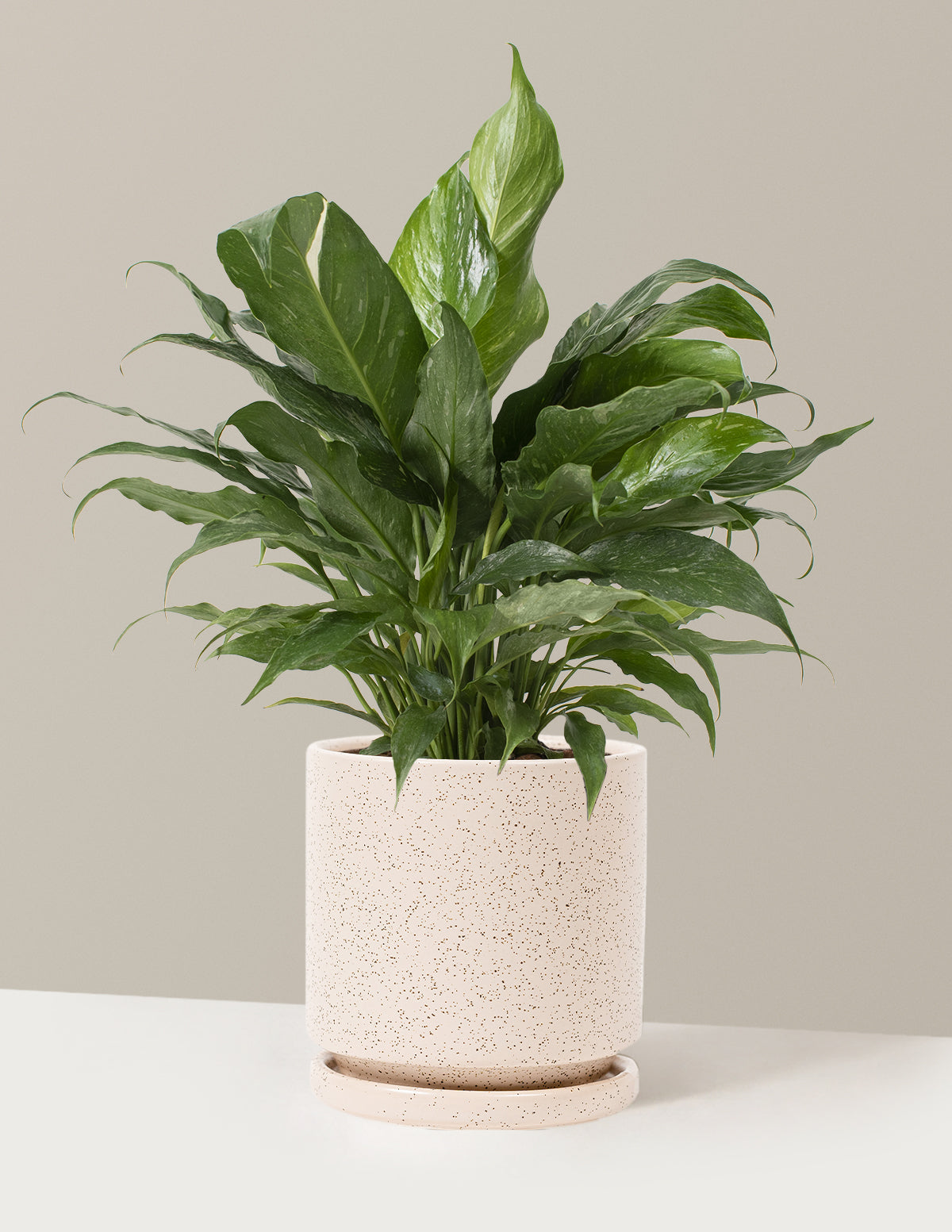  Peace Lily ‘Domino’