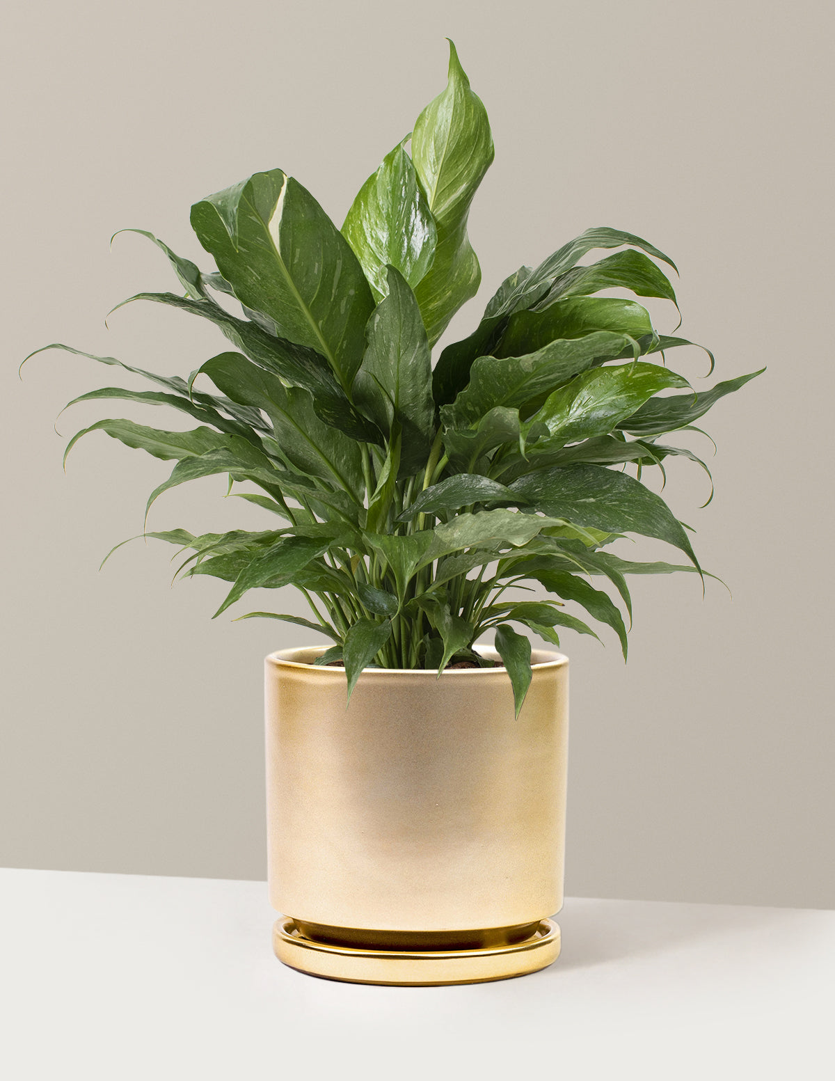  Peace Lily ‘Domino’