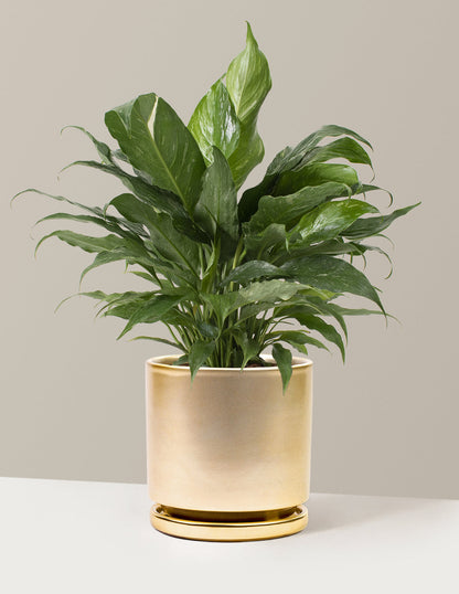  Peace Lily ‘Domino’