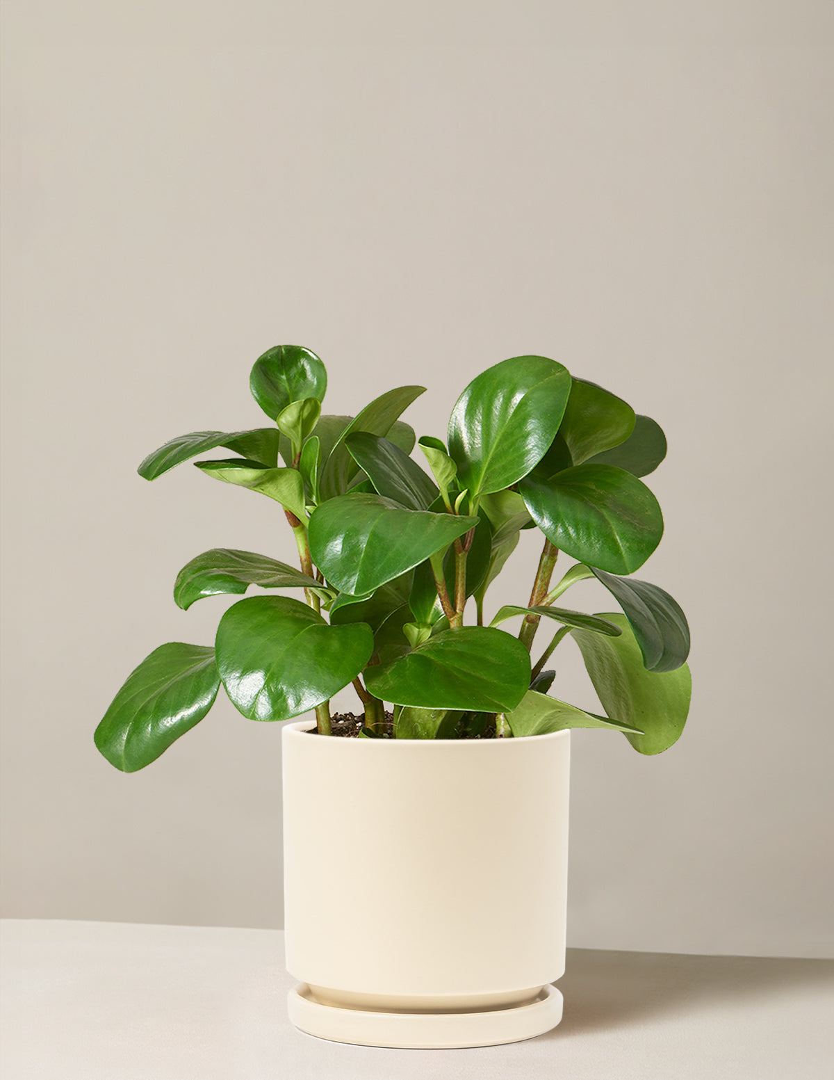  Peperomia Obtusifolia