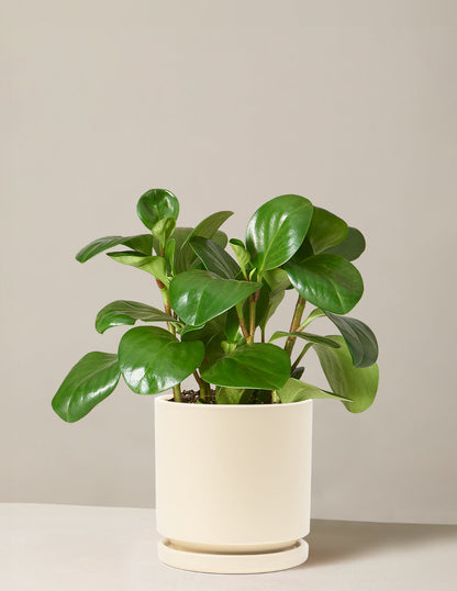  Peperomia Obtusifolia