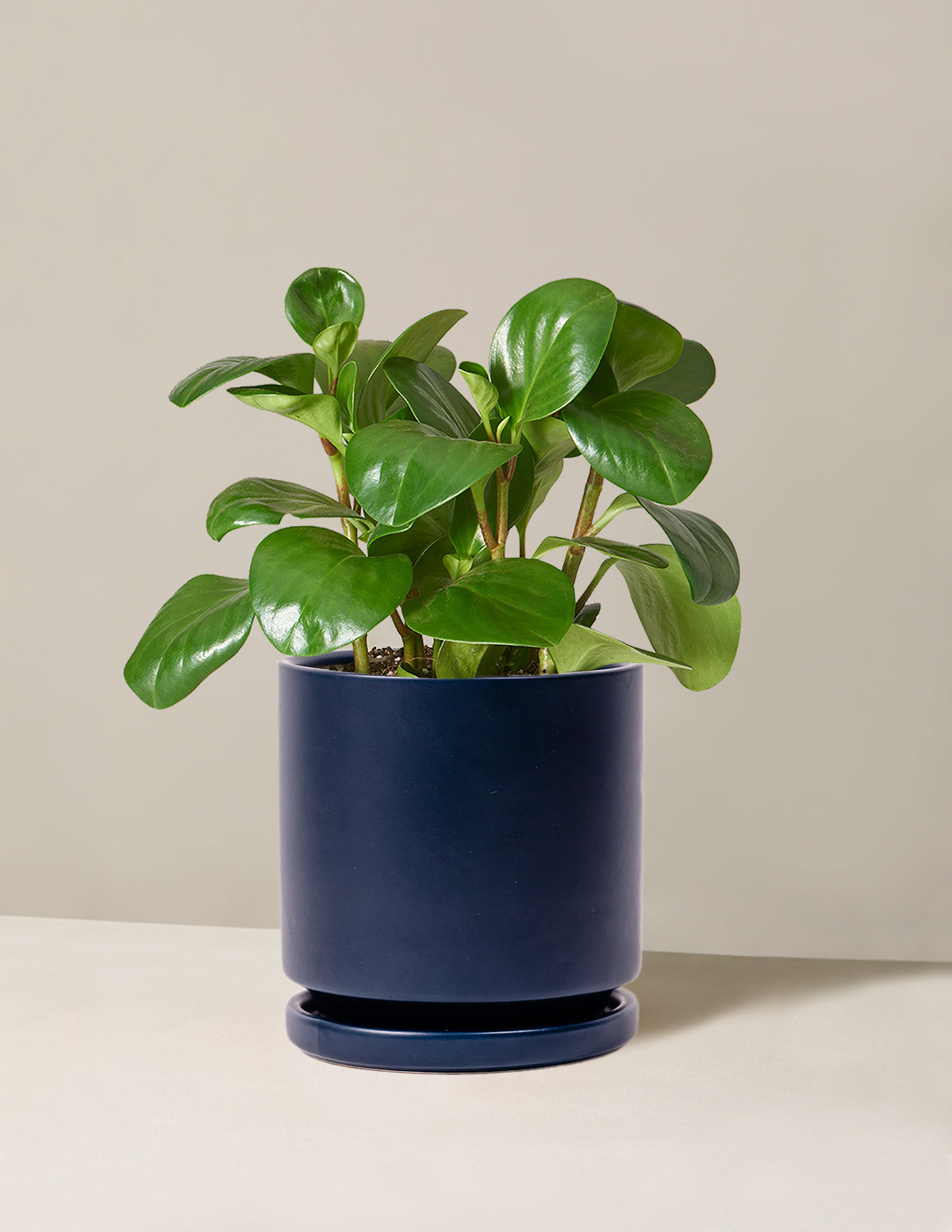  Peperomia Obtusifolia