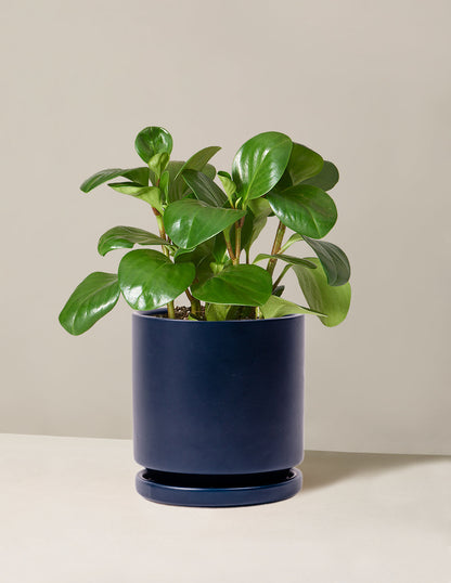  Peperomia Obtusifolia