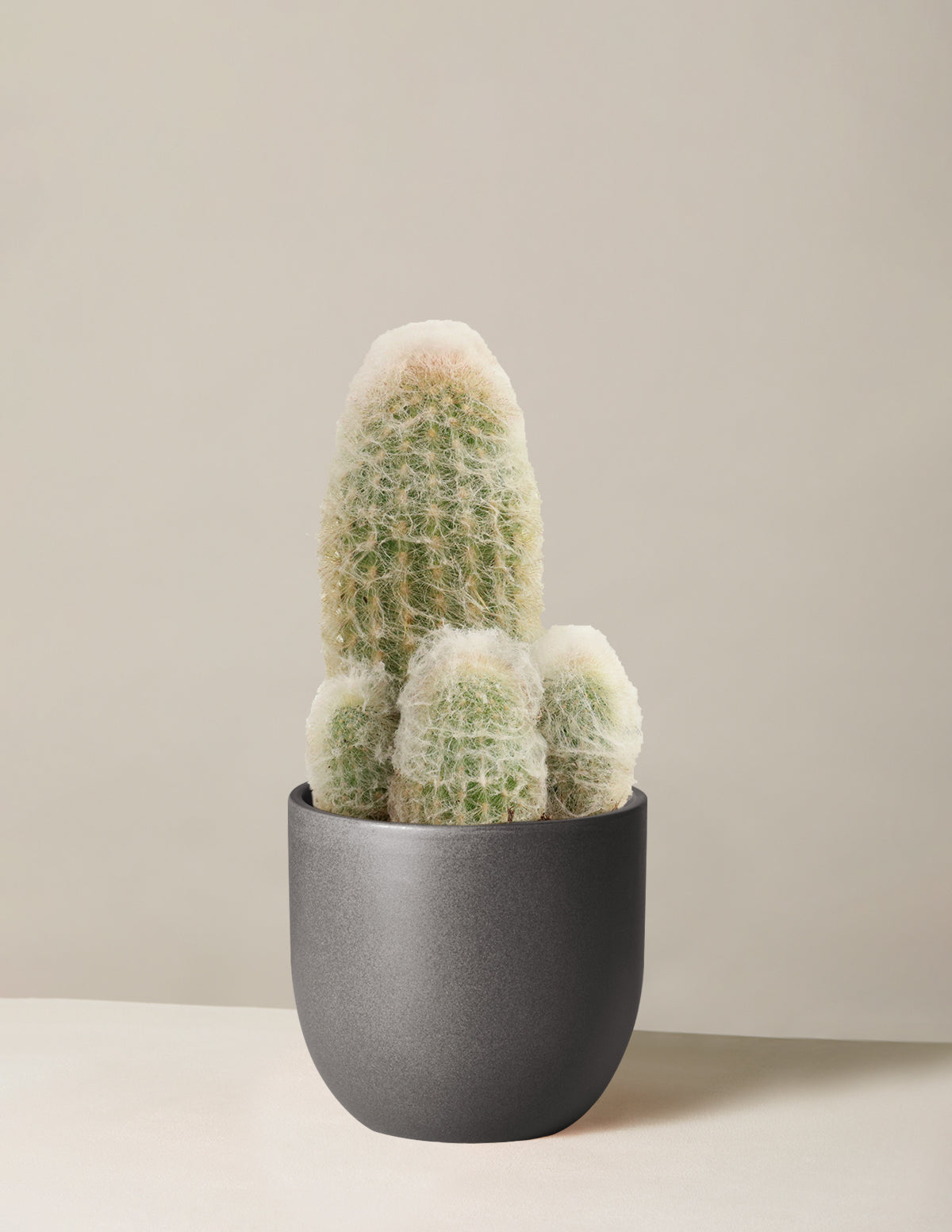  Old Man Cactus