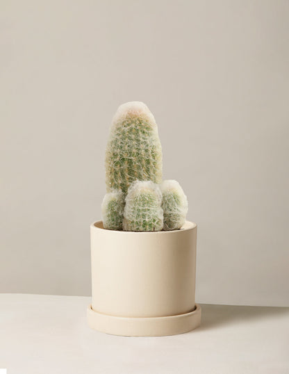  Old Man Cactus