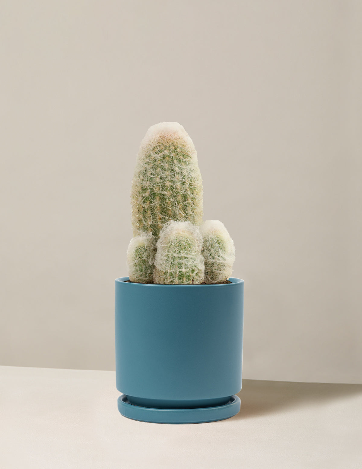  Old Man Cactus