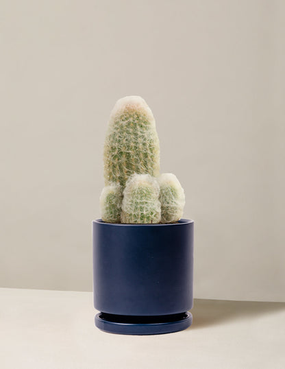 Old Man Cactus