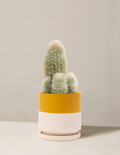  Old Man Cactus