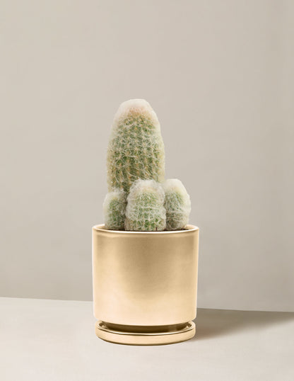  Old Man Cactus