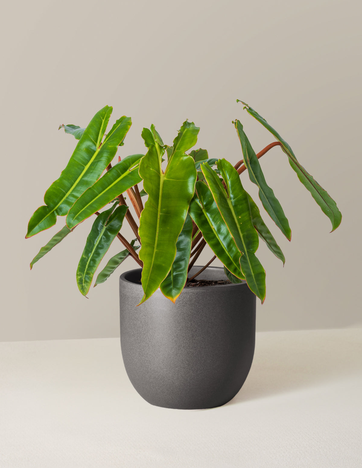  Philodendron Billietiae