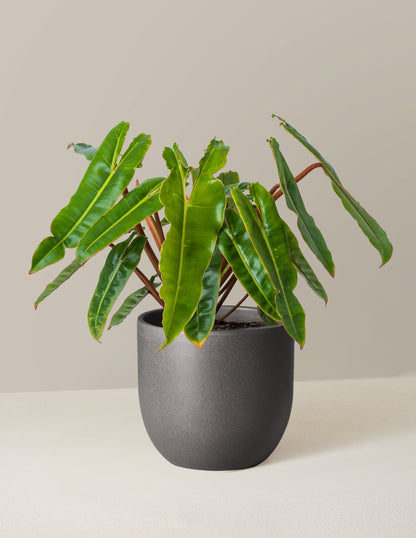  Philodendron Billietiae