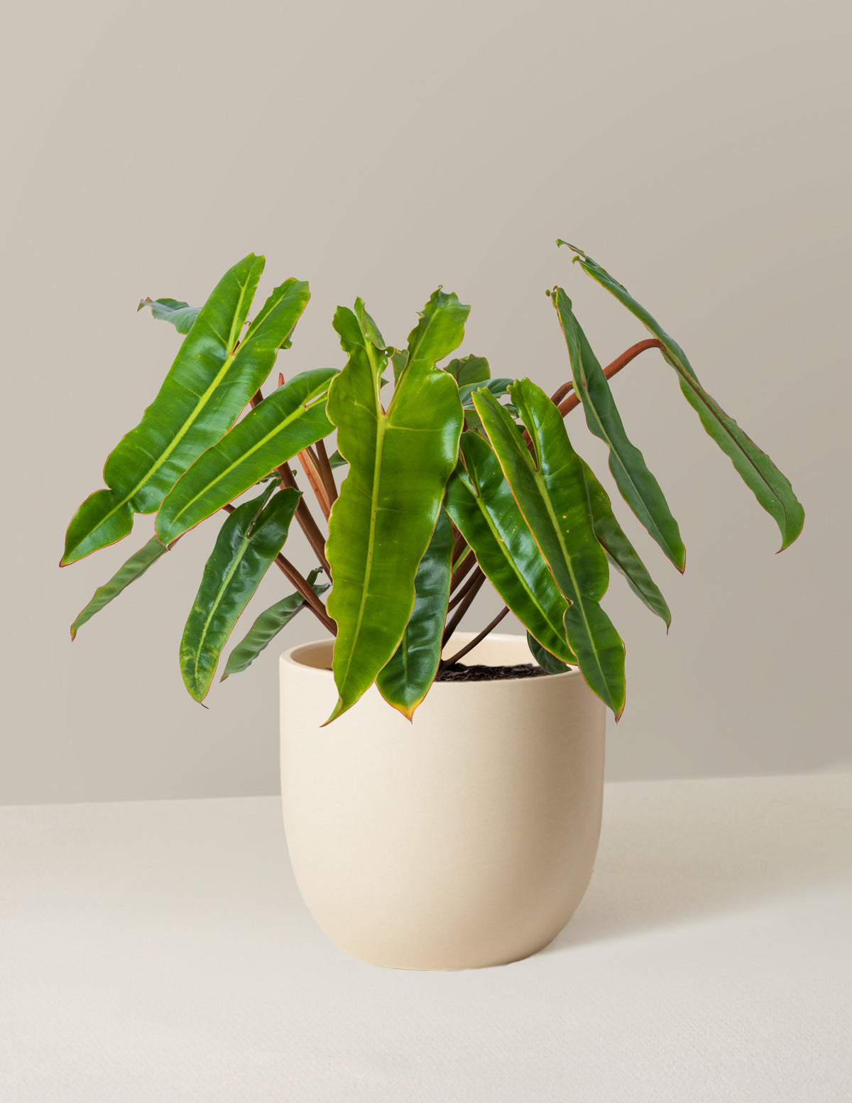  Philodendron Billietiae