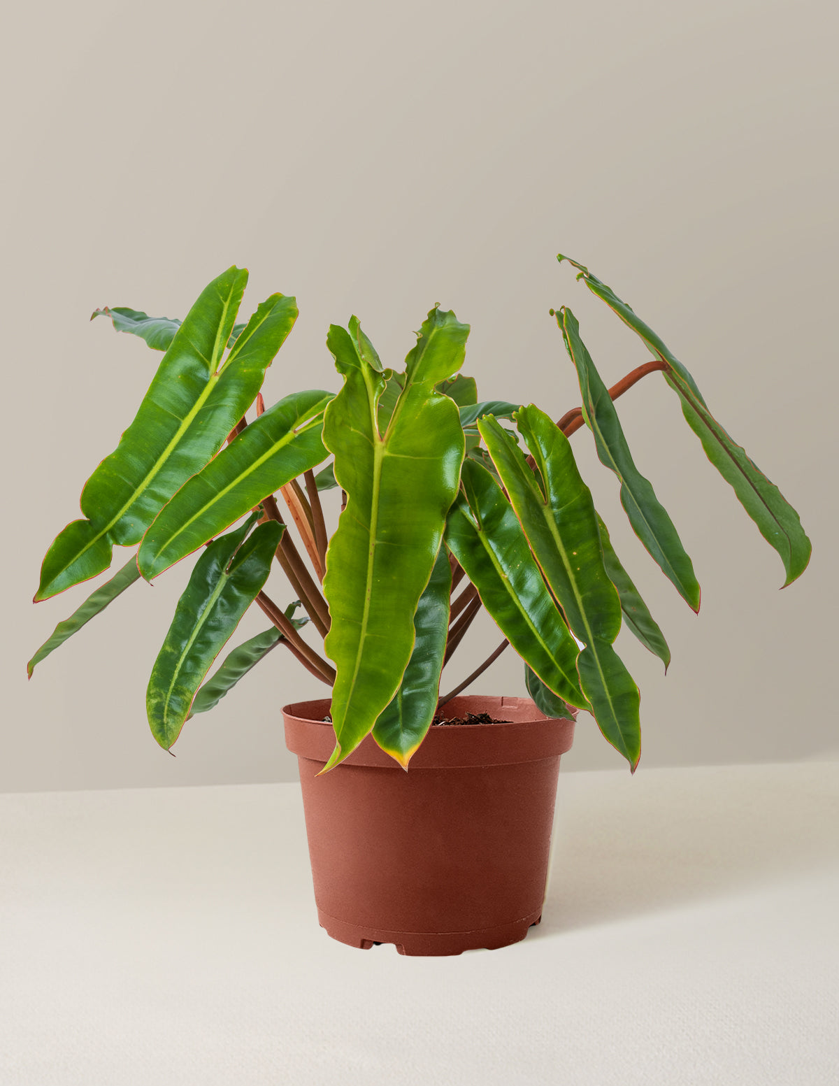  Philodendron Billietiae