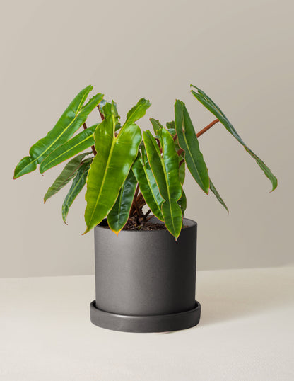  Philodendron Billietiae