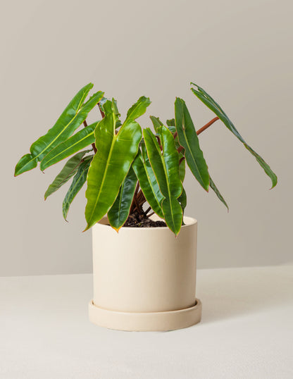 Philodendron Billietiae