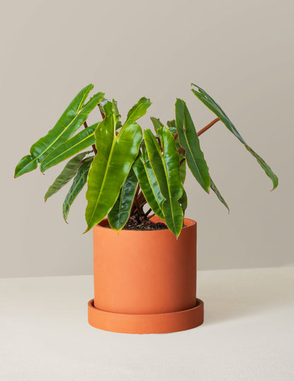  Philodendron Billietiae