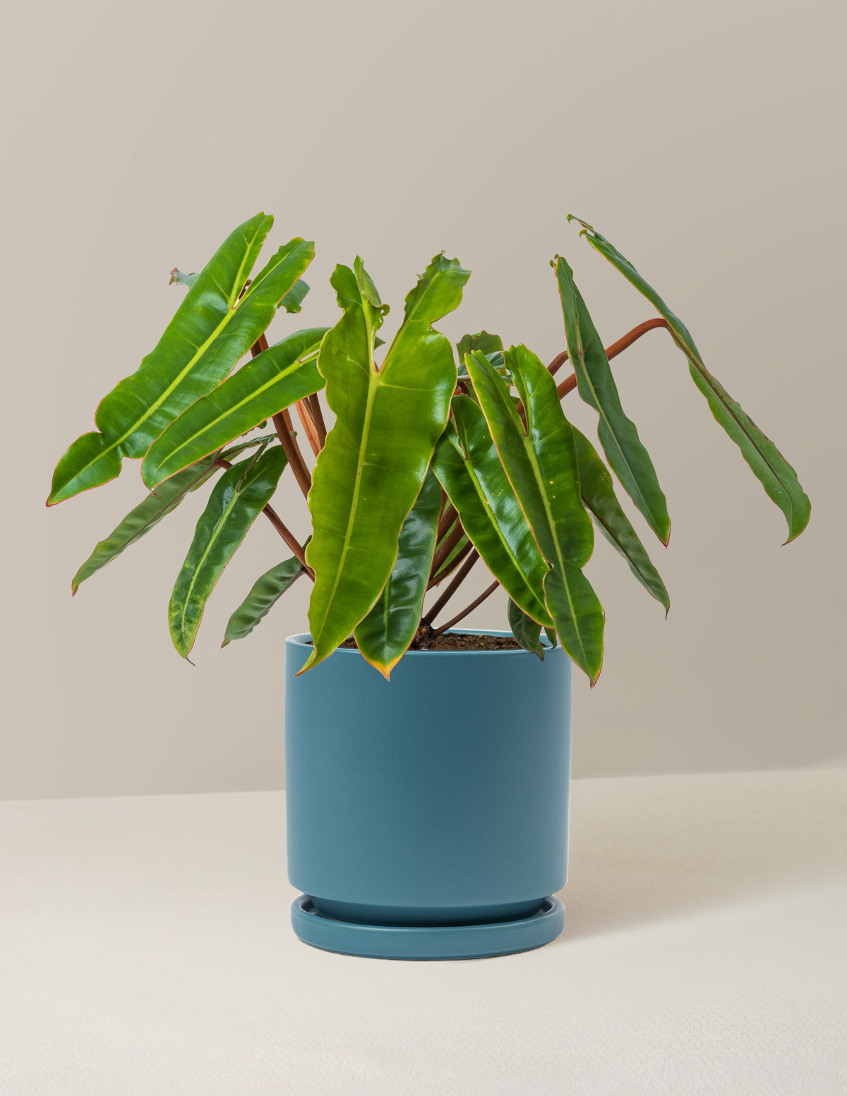 Philodendron Billietiae