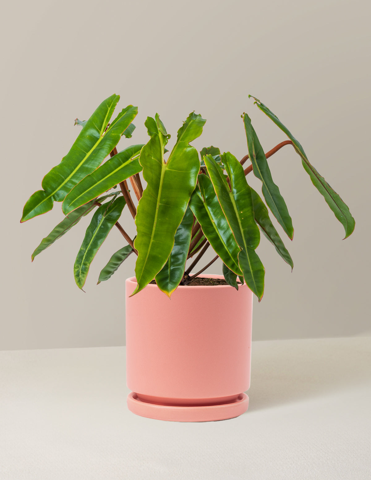  Philodendron Billietiae