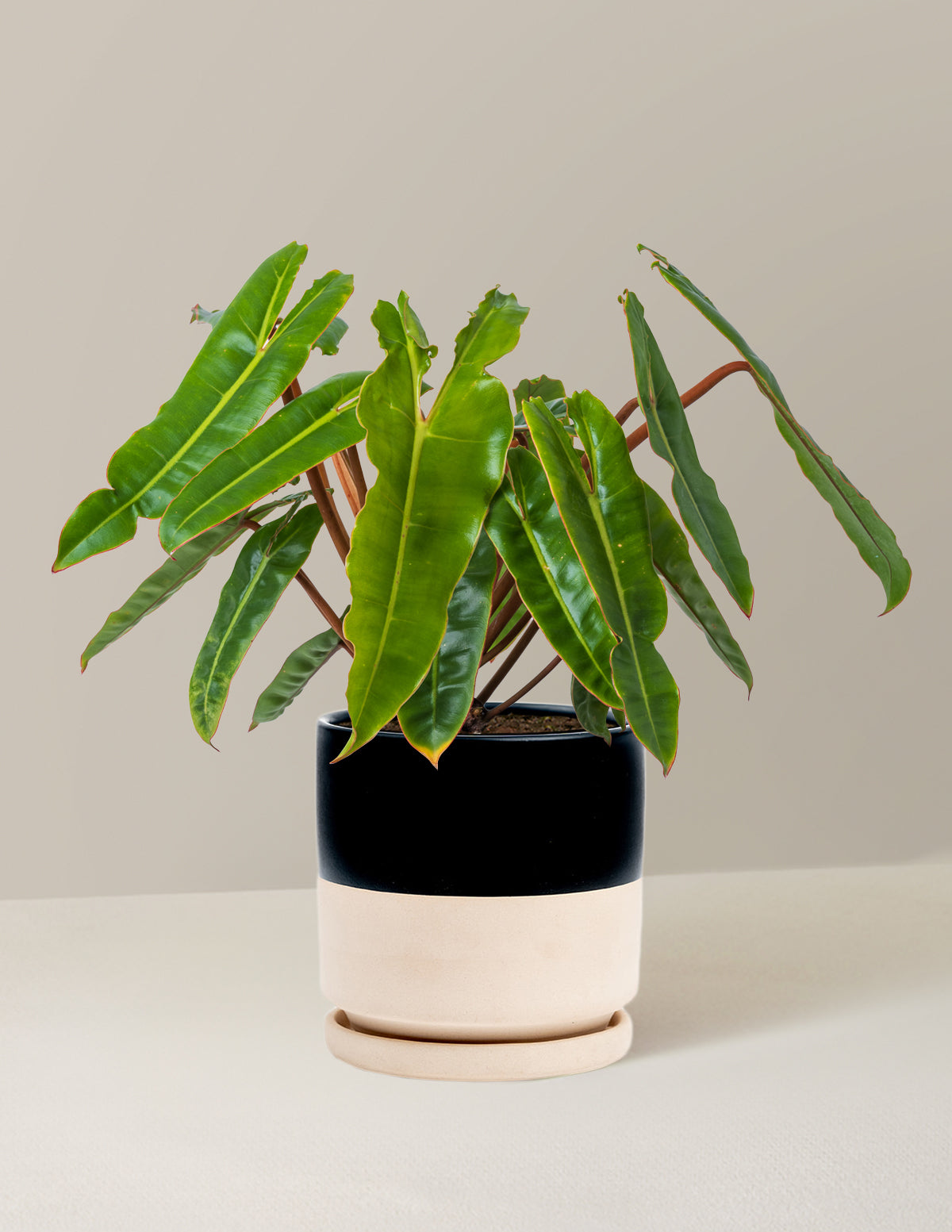  Philodendron Billietiae