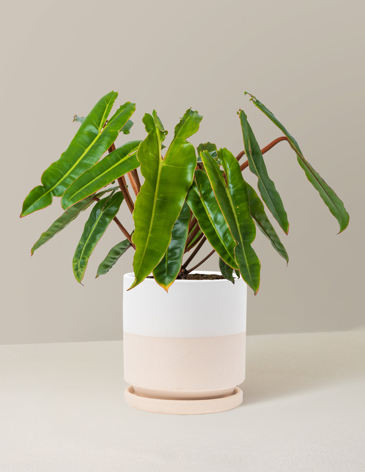  Philodendron Billietiae