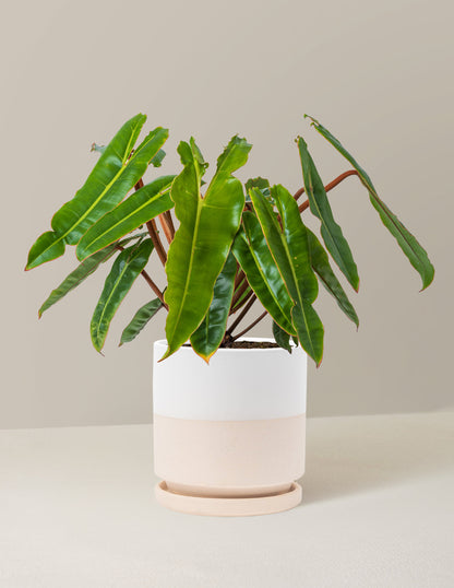  Philodendron Billietiae
