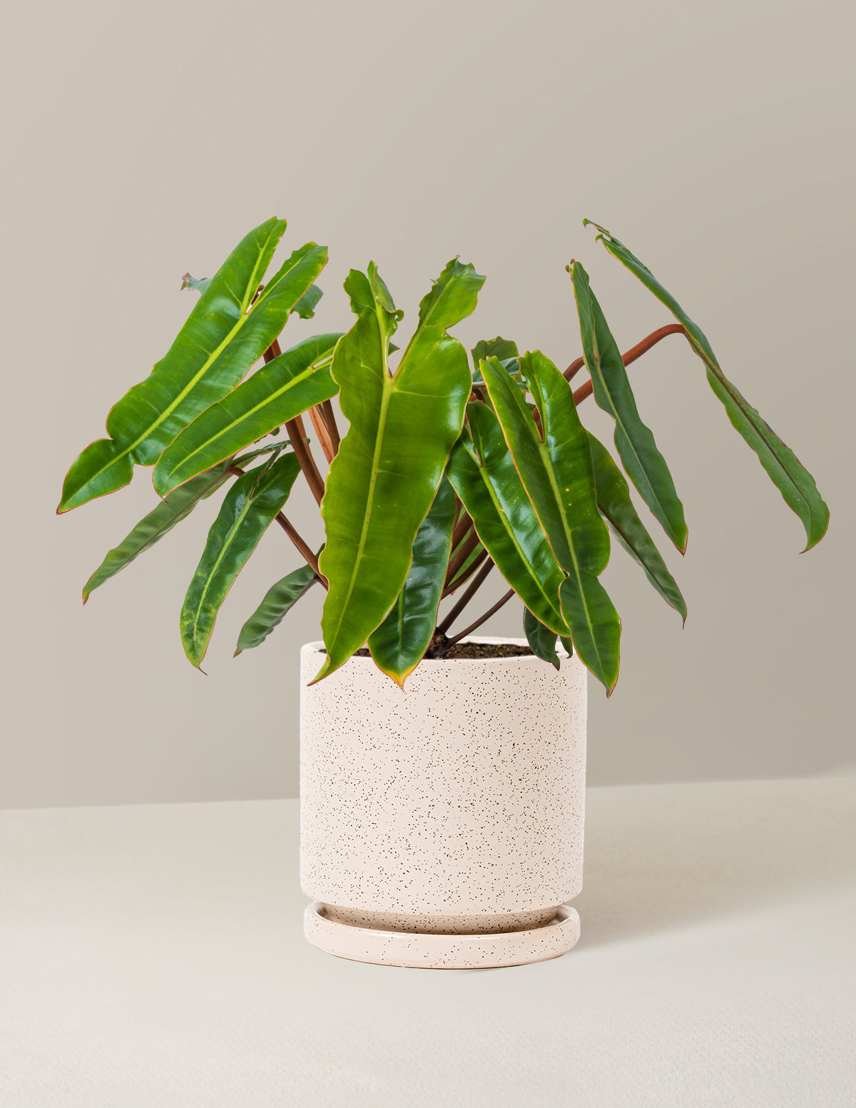  Philodendron Billietiae
