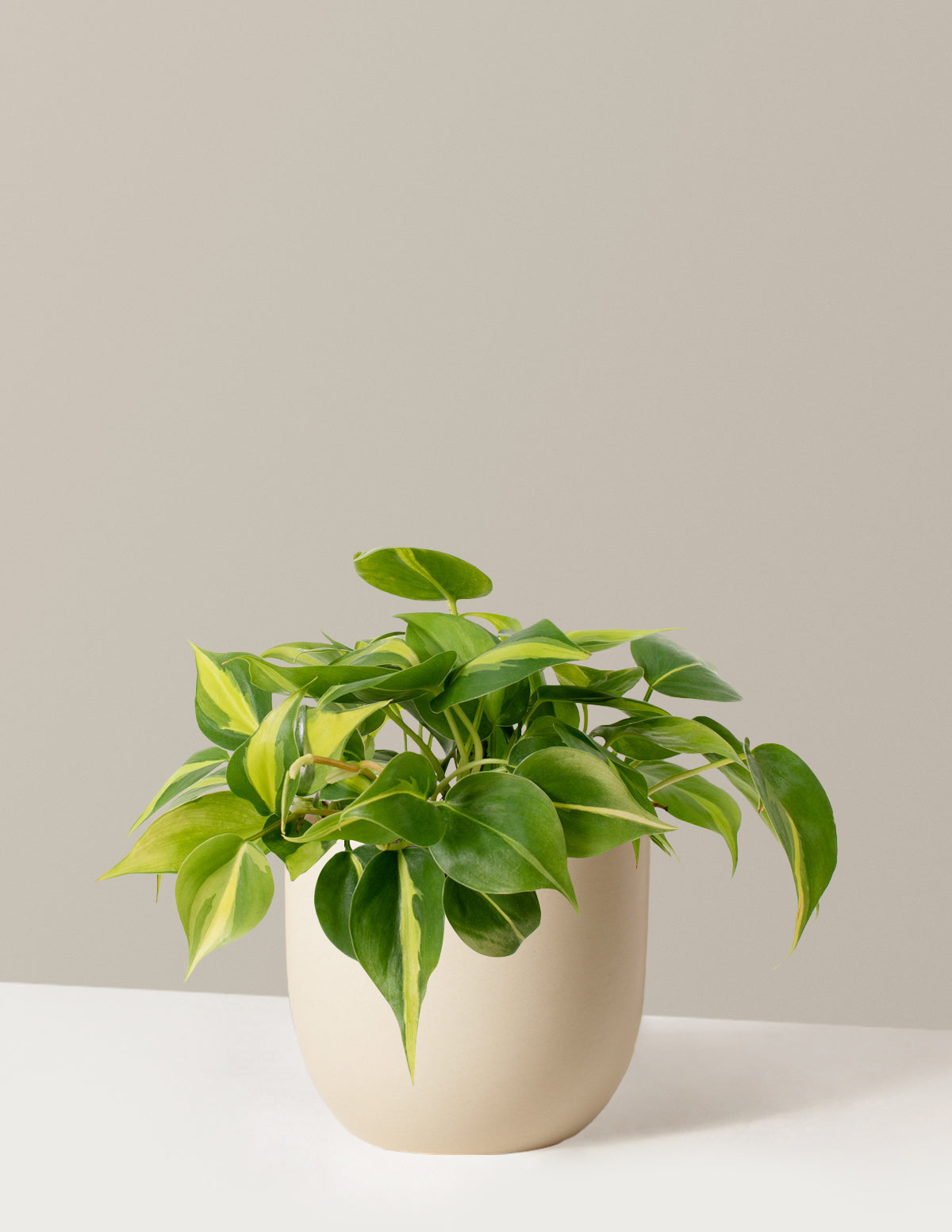  Philodendron Brasil
