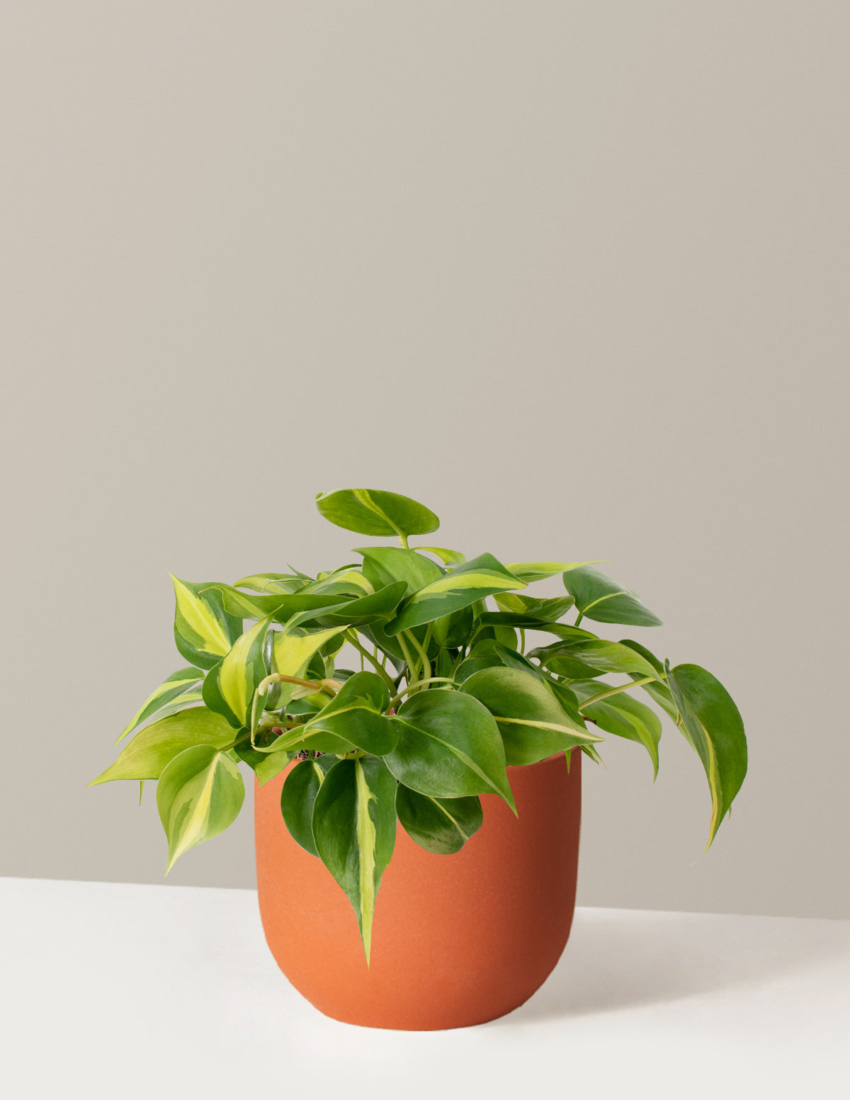  Philodendron Brasil