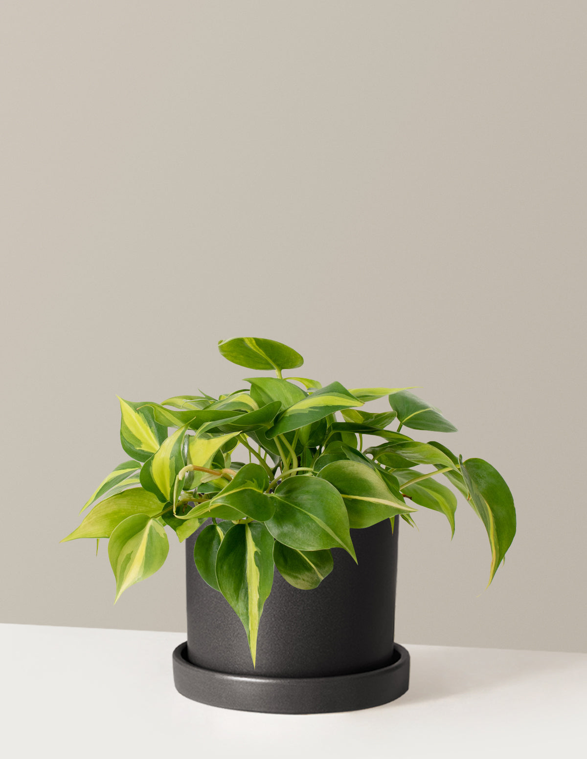  Philodendron Brasil