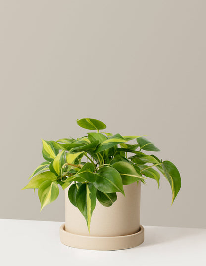  Philodendron Brasil
