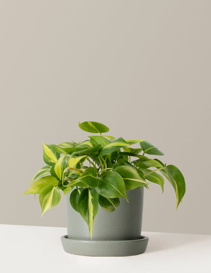  Philodendron Brasil