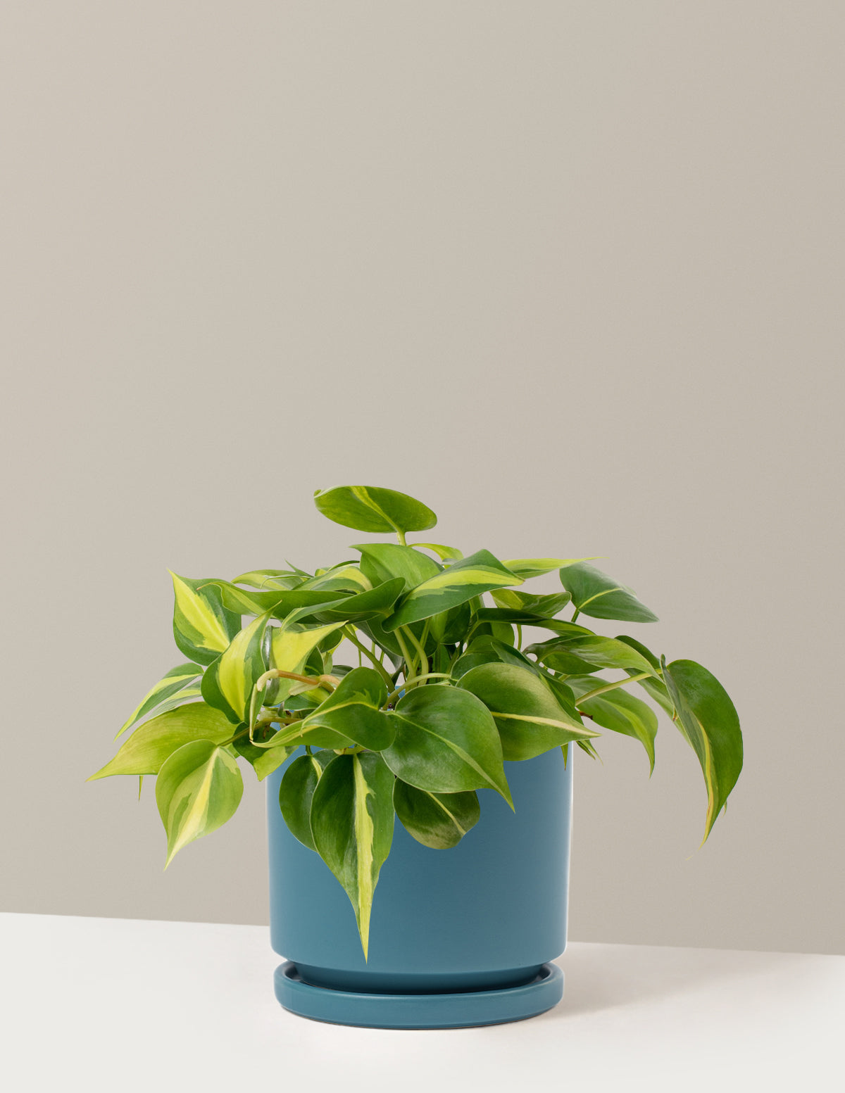  Philodendron Brasil