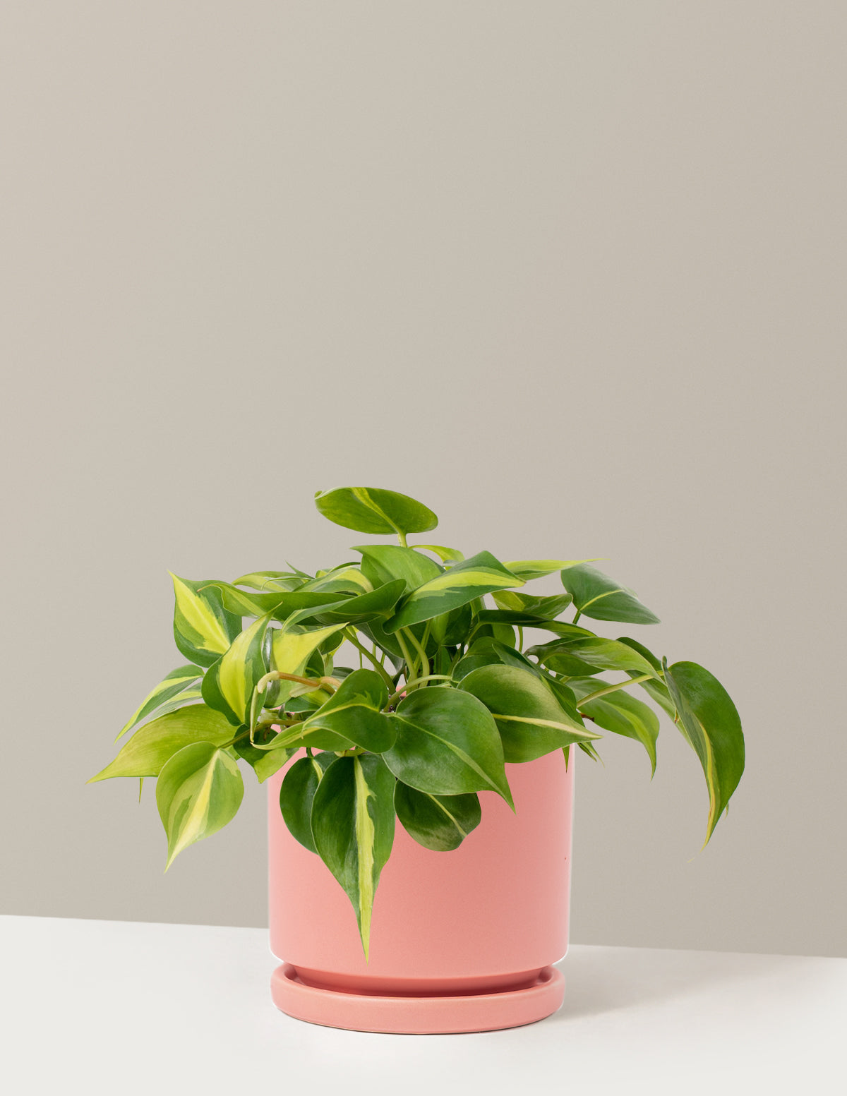  Philodendron Brasil