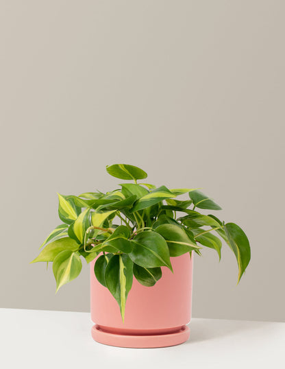 Philodendron Brasil