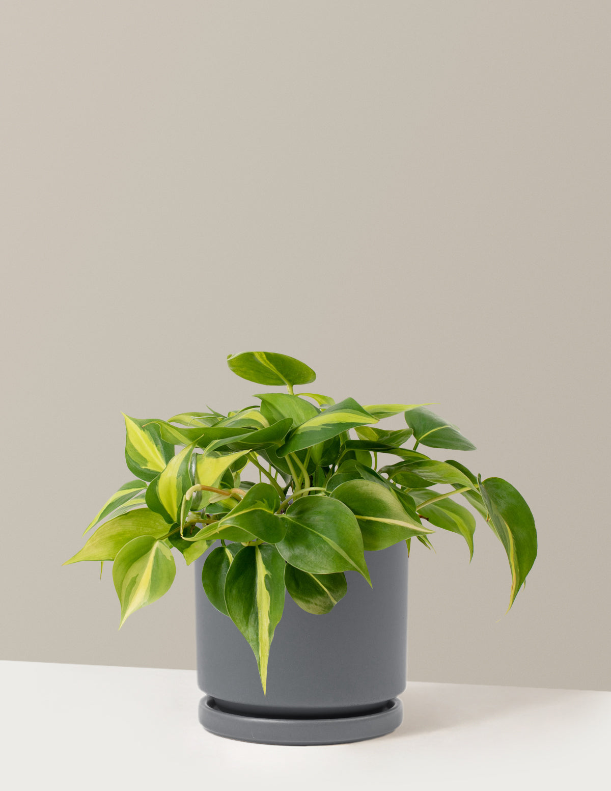  Philodendron Brasil