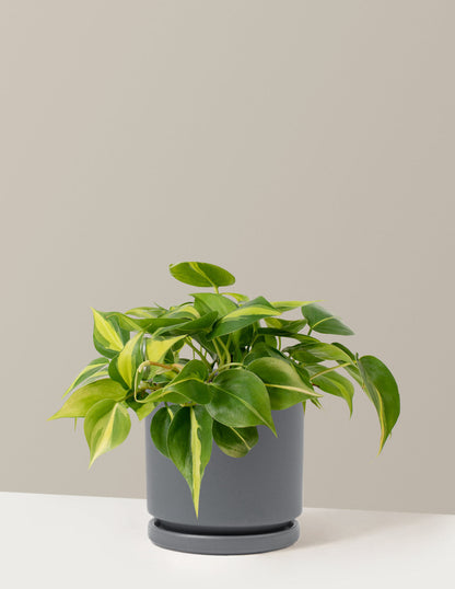 Philodendron Brasil