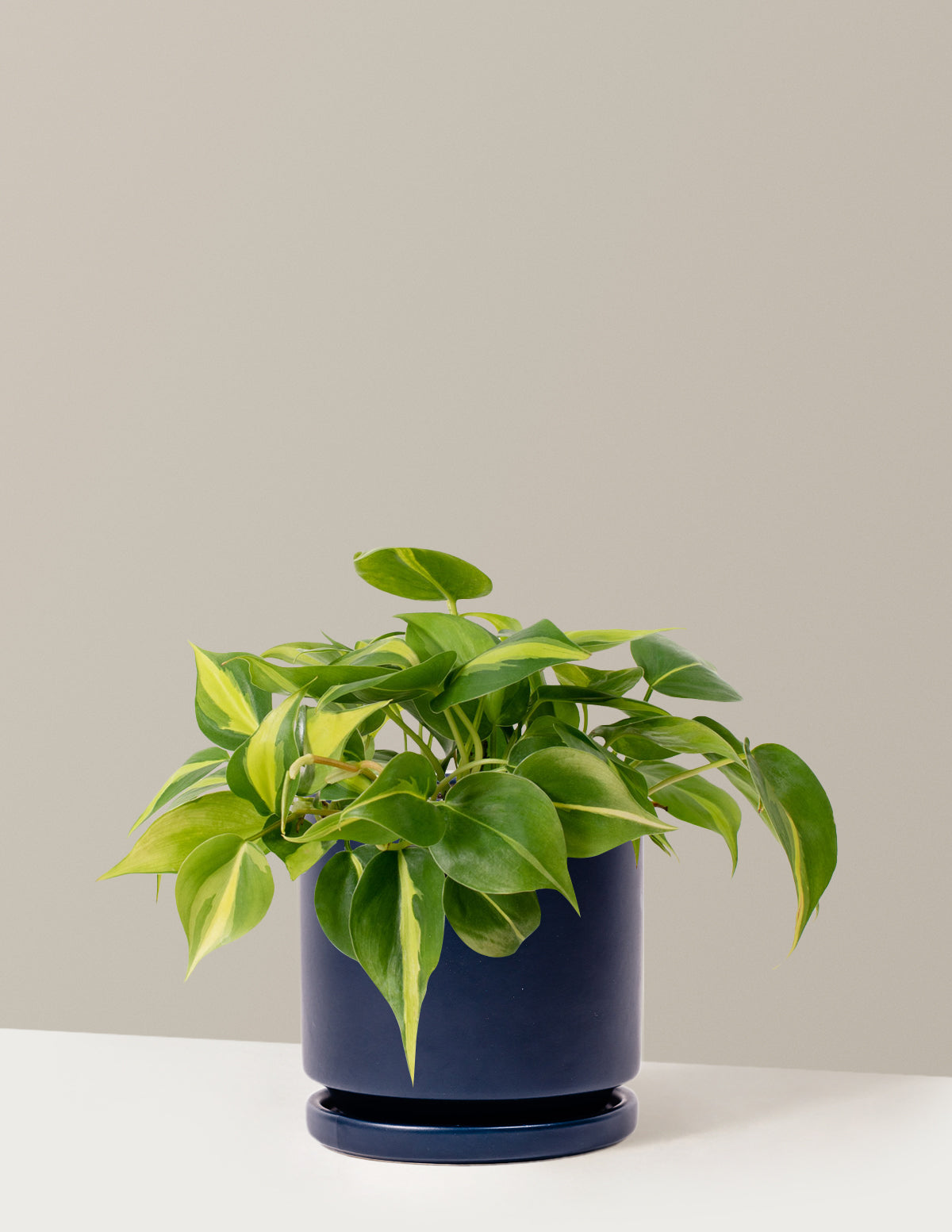  Philodendron Brasil