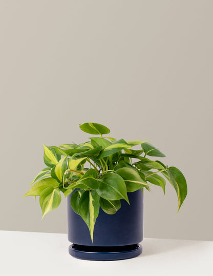  Philodendron Brasil