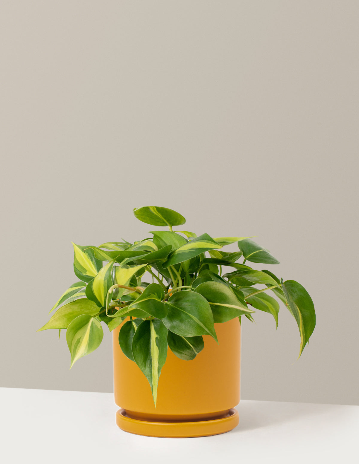  Philodendron Brasil