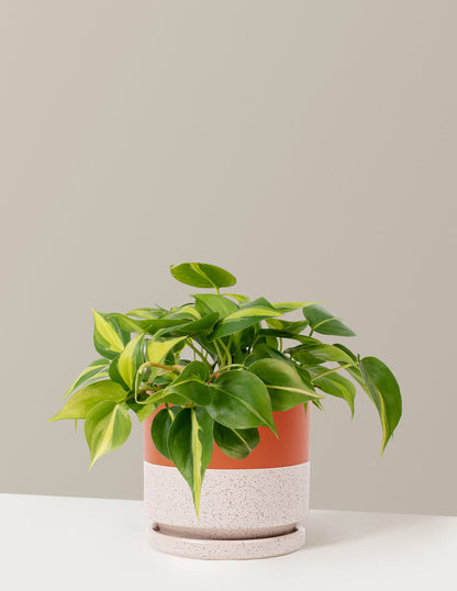  Philodendron Brasil