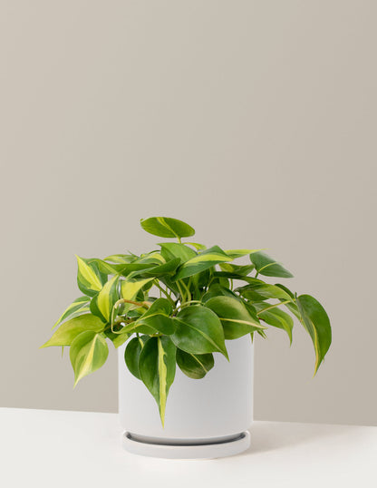  Philodendron Brasil