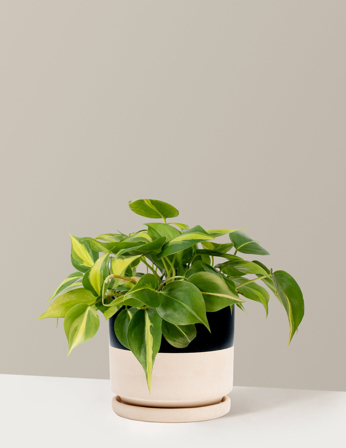  Philodendron Brasil