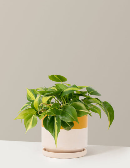  Philodendron Brasil