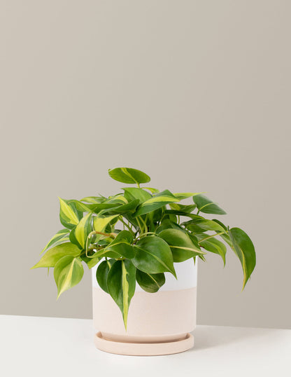  Philodendron Brasil