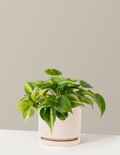  Philodendron Brasil